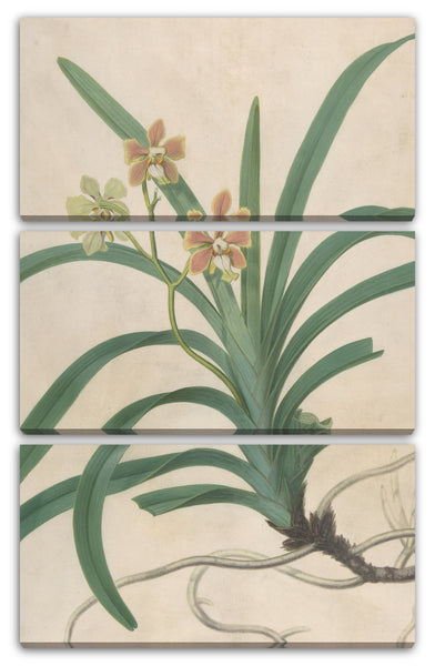 Leinwandbild James Sowerby - Studie einer Orchidee, "Vanda Roxburgia"