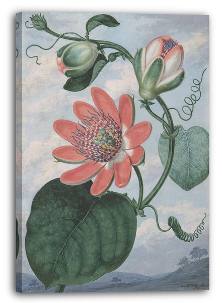 Leinwandbild Sydenham Teak Edwards - Passionsblume