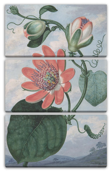 Leinwandbild Sydenham Teak Edwards - Passionsblume