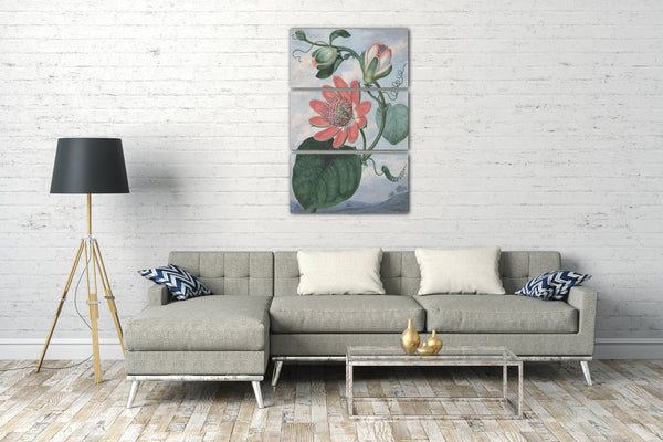 Leinwandbild Sydenham Teak Edwards - Passionsblume