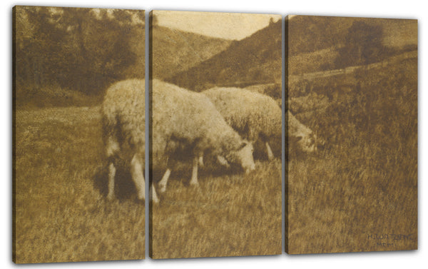 Leinwandbild Hans Watzek - Schaf