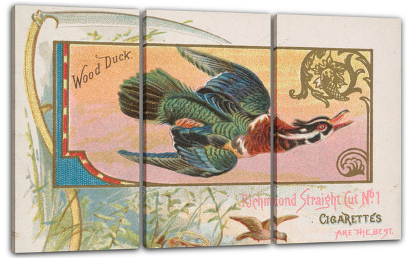 Leinwandbild Herausgegeben von Allen & Ginter - Wood Duck, from the Game Birds series (N40) for Allen & Ginter Cigarettes