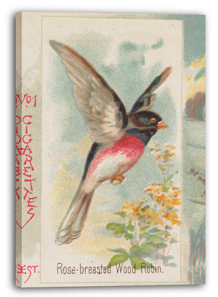 Leinwandbild Herausgegeben von Allen & Ginter - Rose-breasted Wood Robin, from the Song Birds of the World series (N42) for Allen & Ginter Cigarettes
