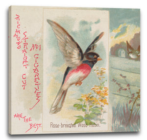 Leinwandbild Herausgegeben von Allen & Ginter - Rose-breasted Wood Robin, from the Song Birds of the World series (N42) for Allen & Ginter Cigarettes