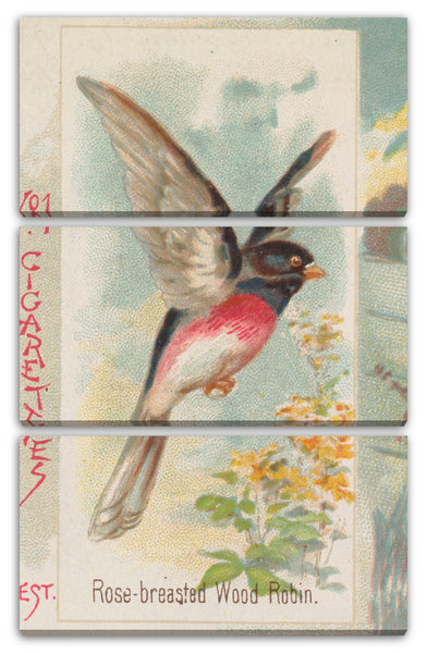 Leinwandbild Herausgegeben von Allen & Ginter - Rose-breasted Wood Robin, from the Song Birds of the World series (N42) for Allen & Ginter Cigarettes