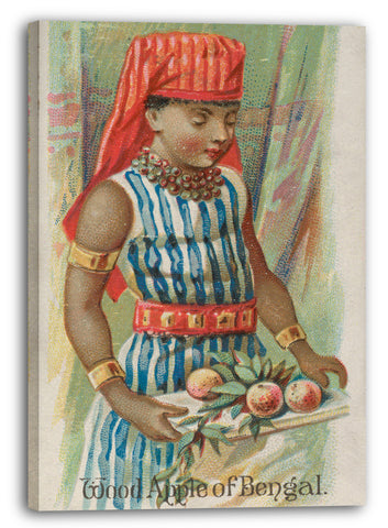 Leinwandbild Herausgegeben von Allen & Ginter - Holz-Apfel von Bengalen, aus der Früchte-Serie (N12) für Allen & Ginter Cigarettes Brands