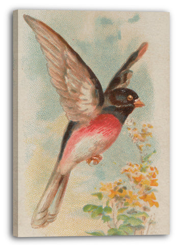 Leinwandbild Allen & Ginter - Rose-breasted Wood Robin, aus der Song Birds of the World Reihe (N23) für Allen & Ginter Cigarettes