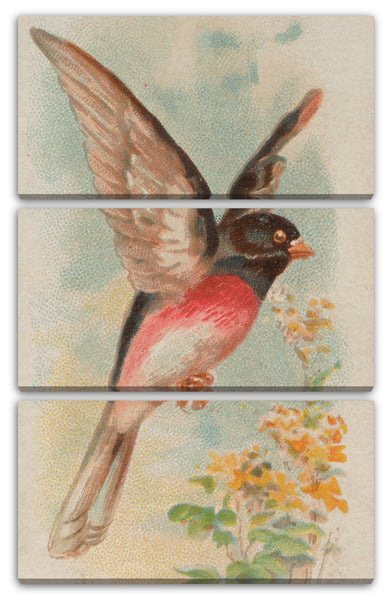 Leinwandbild Allen & Ginter - Rose-breasted Wood Robin, aus der Song Birds of the World Reihe (N23) für Allen & Ginter Cigarettes