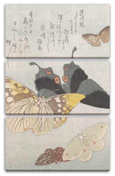 Leinwandbild Kubo Shunman - Verschiedene Motten und Schmetterlinge