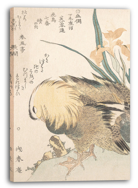 Leinwandbild Kubo Shunman - Paar Mandarinen-Enten und Iris-Blumen