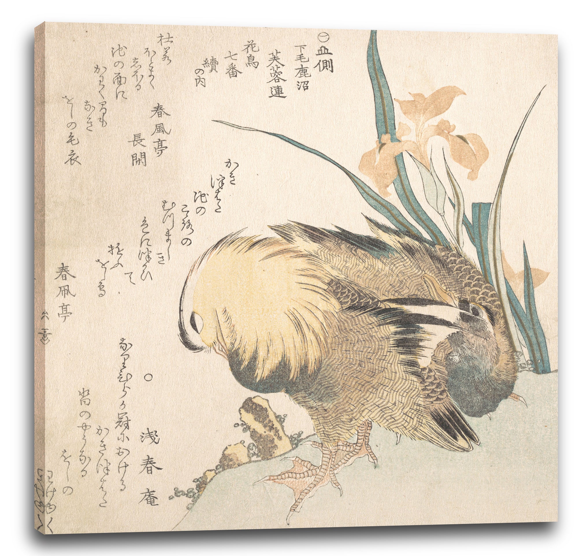 Leinwandbild Kubo Shunman - Paar Mandarinen-Enten und Iris-Blumen