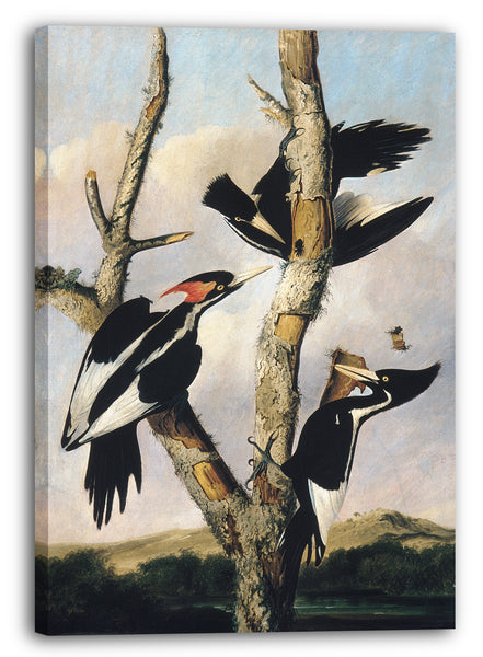 Leinwandbild Joseph Bartholomäus Kidd - Ivory-billed Woodpeckers
