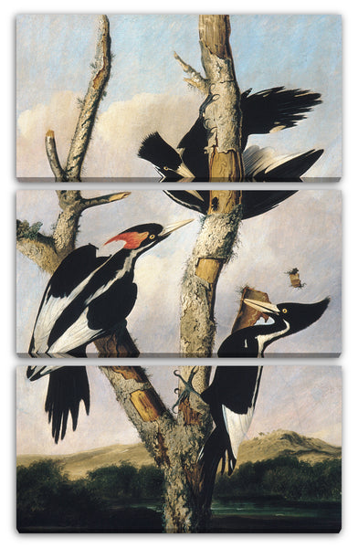Leinwandbild Joseph Bartholomäus Kidd - Ivory-billed Woodpeckers