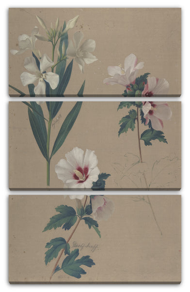 Leinwandbild Adolf Senff - Studie von Hibiskuspflanzen
